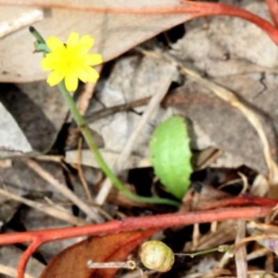 Unidentified Daisy at Bruce Ridge - 11 Nov 2017 by PeteWoodall