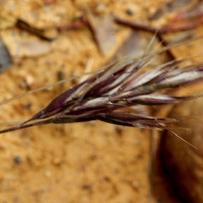 Rytidosperma sp. (Wallaby Grass) at Lyneham, ACT - 12 Nov 2017 by PeteWoodall