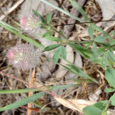 Trifolium arvense var. arvense (Haresfoot Clover) at Lyneham, ACT - 12 Nov 2017 by PeteWoodall