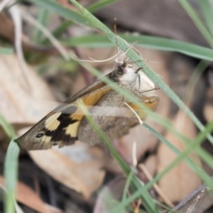 Heteronympha merope at Fyshwick, ACT - 16 Mar 2018