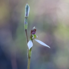 Eriochilus cucullatus (Parson's Bands) at Murrumbateman, NSW - 17 Mar 2018 by SallyandPeter