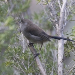 Malurus cyaneus (Superb Fairywren) at Fyshwick, ACT - 16 Mar 2018 by AlisonMilton