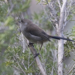 Malurus cyaneus at Fyshwick, ACT - 16 Mar 2018 01:26 PM