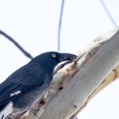 Strepera graculina (Pied Currawong) at Jerrabomberra Wetlands - 16 Mar 2018 by Alison Milton