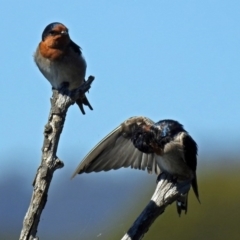 Hirundo neoxena (Welcome Swallow) at Jerrabomberra Wetlands - 17 Mar 2018 by RodDeb