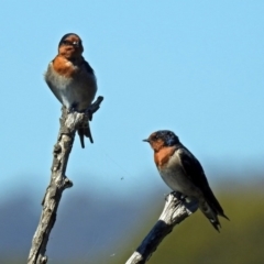 Hirundo neoxena at Fyshwick, ACT - 17 Mar 2018