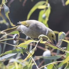 Ptilotula penicillata (White-plumed Honeyeater) at Fyshwick, ACT - 16 Mar 2018 by AlisonMilton