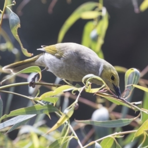 Ptilotula penicillata at Fyshwick, ACT - 16 Mar 2018