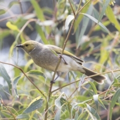 Ptilotula penicillata at Fyshwick, ACT - 16 Mar 2018