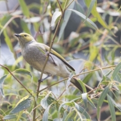 Ptilotula penicillata at Fyshwick, ACT - 16 Mar 2018