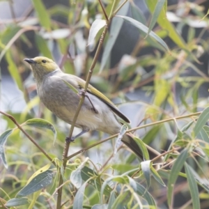 Ptilotula penicillata at Fyshwick, ACT - 16 Mar 2018