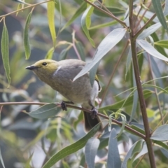 Ptilotula penicillata at Fyshwick, ACT - 16 Mar 2018