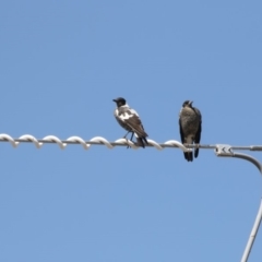 Gymnorhina tibicen (Australian Magpie) at Fyshwick, ACT - 16 Mar 2018 by AlisonMilton