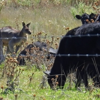 Macropus giganteus (Eastern Grey Kangaroo) at Jerrabomberra Wetlands - 17 Mar 2018 by RodDeb