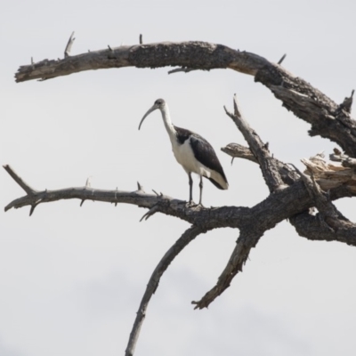 Threskiornis spinicollis (Straw-necked Ibis) at Fyshwick, ACT - 16 Mar 2018 by AlisonMilton