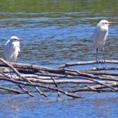 Bubulcus coromandus (Eastern Cattle Egret) at Fyshwick, ACT - 17 Mar 2018 by RodDeb