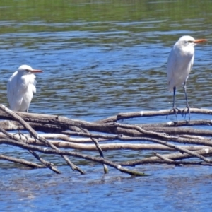 Bubulcus coromandus at Fyshwick, ACT - 17 Mar 2018