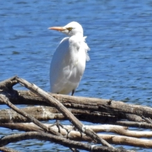 Bubulcus coromandus at Fyshwick, ACT - 17 Mar 2018