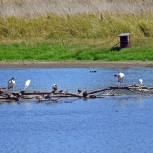 Bubulcus coromandus at Fyshwick, ACT - 17 Mar 2018