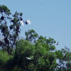 Bubulcus coromandus at Fyshwick, ACT - 17 Mar 2018