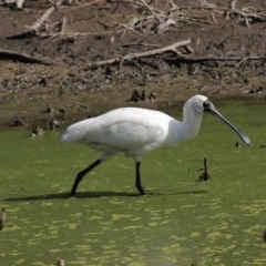 Platalea regia (Royal Spoonbill) at Fyshwick, ACT - 16 Mar 2018 by Alison Milton