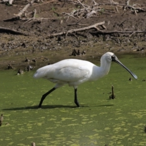 Platalea regia at Fyshwick, ACT - 16 Mar 2018 03:24 PM