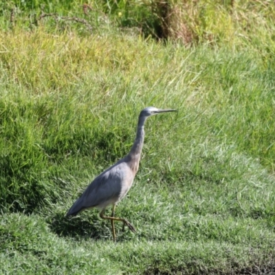 Egretta novaehollandiae (White-faced Heron) at Fyshwick, ACT - 16 Mar 2018 by Alison Milton