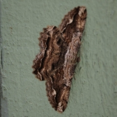 Scioglyptis lyciaria (White-patch Bark Moth) at Fyshwick, ACT - 16 Mar 2018 by AlisonMilton