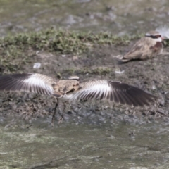 Charadrius melanops (Black-fronted Dotterel) at Fyshwick, ACT - 16 Mar 2018 by Alison Milton