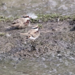 Charadrius melanops at Fyshwick, ACT - 16 Mar 2018 03:35 PM