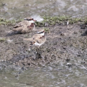 Charadrius melanops at Fyshwick, ACT - 16 Mar 2018 03:35 PM