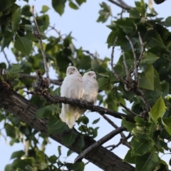 Cacatua sanguinea (Little Corella) at Canberra, ACT - 16 Mar 2018 by AlisonMilton