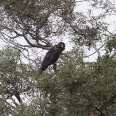 Zanda funerea (Yellow-tailed Black-Cockatoo) at Acton, ACT - 16 Mar 2018 by AlisonMilton