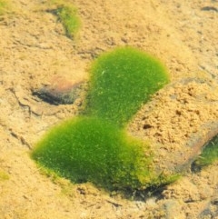 Spirogyra sp. (Green Algae) at Cotter River, ACT - 15 Mar 2018 by KenT