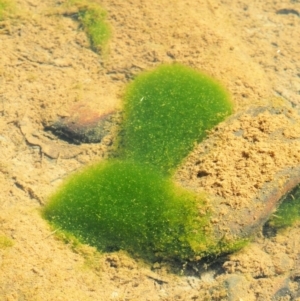 Spirogyra sp. at Cotter River, ACT - 15 Mar 2018 10:21 AM