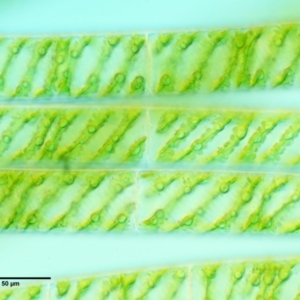 Spirogyra sp. at Cotter River, ACT - 15 Mar 2018 10:21 AM