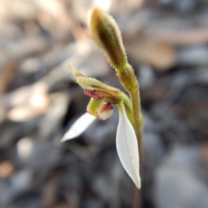 Eriochilus cucullatus at Belconnen, ACT - suppressed