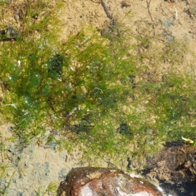 Nitella sp. (genus) (A green freshwater algae) at Lower Cotter Catchment - 14 Mar 2018 by KenT