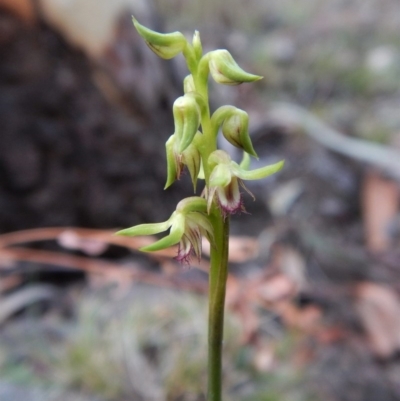 Corunastylis cornuta (Horned Midge Orchid) at Aranda, ACT - 16 Mar 2018 by CathB