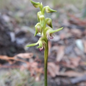 Corunastylis cornuta at Aranda, ACT - suppressed