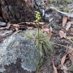 Corunastylis cornuta at Aranda, ACT - suppressed