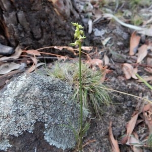 Corunastylis cornuta at Aranda, ACT - suppressed