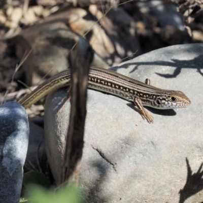 Ctenotus robustus (Robust Striped-skink) at Cotter River, ACT - 15 Mar 2018 by KenT