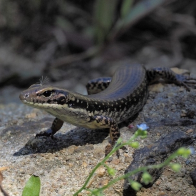 Eulamprus heatwolei (Yellow-bellied Water Skink) at Cotter River, ACT - 15 Mar 2018 by KenT