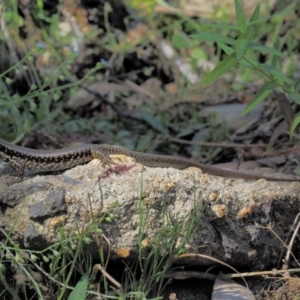 Eulamprus heatwolei at Cotter River, ACT - 15 Mar 2018 10:33 AM