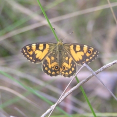 Oreixenica lathoniella (Silver Xenica) at Rendezvous Creek, ACT - 12 Mar 2018 by MatthewFrawley