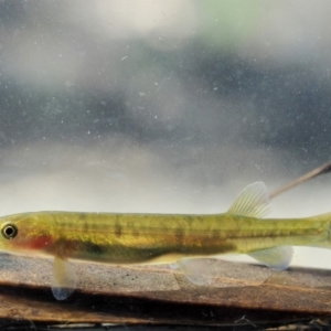 Galaxias olidus at Cotter River, ACT - 15 Mar 2018