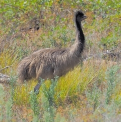 Dromaius novaehollandiae (Emu) at Cotter River, ACT - 15 Mar 2018 by KenT