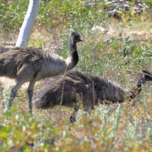 Dromaius novaehollandiae at Cotter River, ACT - 15 Mar 2018