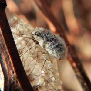 Anestia (genus) at Aranda, ACT - 17 Mar 2018 08:28 AM